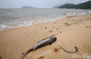 连云港海边爆料案件最新,真相渐浮水面，警方全力追查！